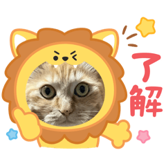 [LINEスタンプ] 茶トラのまりもちゃんスタンプ