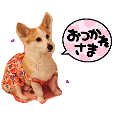 [LINEスタンプ] 可愛いコーギーのはむちゃん
