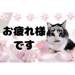 [LINEスタンプ] 春♥猫♥文字大きめ♥日常♥敬語等♥