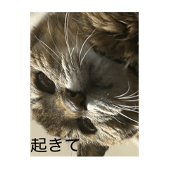 [LINEスタンプ] さくらのできごと