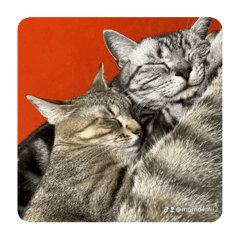 [LINEスタンプ] 吾輩も猫である。