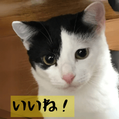 [LINEスタンプ] モーモー猫