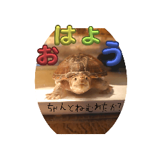 [LINEスタンプ] うちのかってるミシシッピニオイガメちゃん