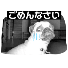[LINEスタンプ] おとぼけpugライチくん♪