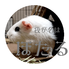 [LINEスタンプ] モルモットとずぼん 02
