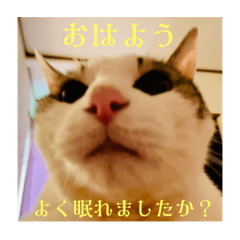[LINEスタンプ] みるく師匠