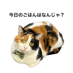 [LINEスタンプ] 三毛ねこ「うなちゃん」のご飯の画像（メイン）