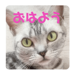 [LINEスタンプ] 吾輩も猫である