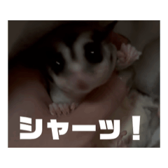 [LINEスタンプ] うごくラッキーちゃんとあまちゃん3