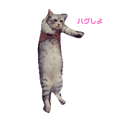 [LINEスタンプ] にゃんず三兄弟