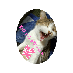 [LINEスタンプ] にゃんパラ★☆