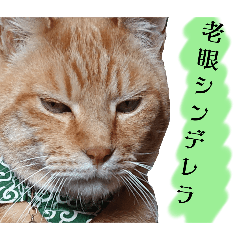[LINEスタンプ] しらすさん家の保護猫たち