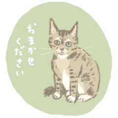 [LINEスタンプ] キジトラ猫のゆる敬語スタンプ