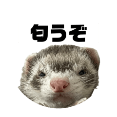 [LINEスタンプ] ココパイセン