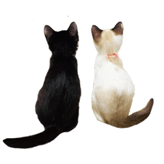 [LINEスタンプ] 時雨と春雨の画像（メイン）