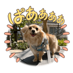 [LINEスタンプ] レオスタンプᜊ•ᴗ•ᜊ