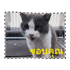 [LINEスタンプ] 猫のダム タイ語バージョン ②