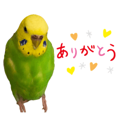[LINEスタンプ] ソラミとヤマトの可愛いスタンプ3