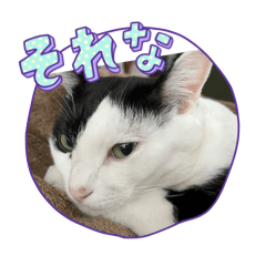 [LINEスタンプ] モーモー猫2