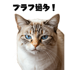 [LINEスタンプ] ブラフ過多な猫【ポーカー】