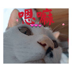[LINEスタンプ] しらすさんの保護猫たち（台湾）