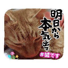 [LINEスタンプ] まよいクラブ