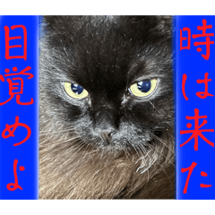 [LINEスタンプ] 黒猫 ルナ院長165にゃんめ