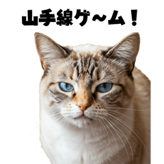 [LINEスタンプ] 飲み会を爆上げする猫