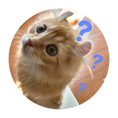 [LINEスタンプ] Helloカブくんの画像（メイン）
