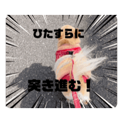 [LINEスタンプ] 動く！我が家のシフォンさんスタンプ