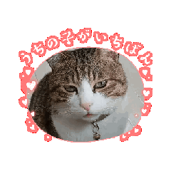 [LINEスタンプ] 私の可愛いレオ君スタンプ