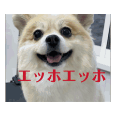 [LINEスタンプ] エッホ ポメラニアン
