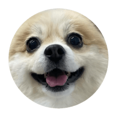 [LINEスタンプ] ポメラニアンのニコさん