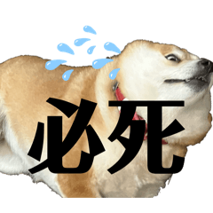 [LINEスタンプ] かわ柴日常2