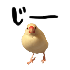 [LINEスタンプ] 毎日使える！我が家の本物文鳥スタンプ