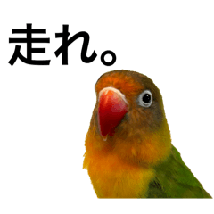 [LINEスタンプ] 何かと使えるボタンインコのスタンプ