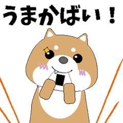 [LINEスタンプ] 博多弁！ バリきゃっちーな柴犬ちゃん