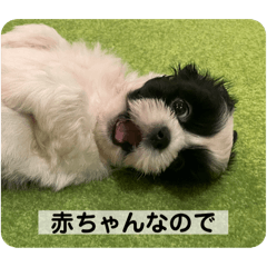 [LINEスタンプ] 犬と日常スタンプ