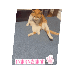 [LINEスタンプ] 茶白猫のちゃっぴー動く