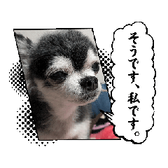 [LINEスタンプ] 初心者です。よろしくお願いします。