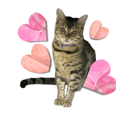 [LINEスタンプ] ごにゃんとP家の仲間たち