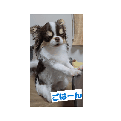 [LINEスタンプ] チワワ4兄妹(ネオ・ピノ・イオ・のい)Love
