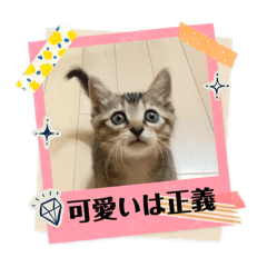 [LINEスタンプ] テヌレオポン日常スタンプ