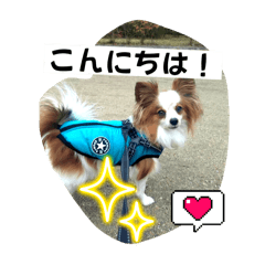 [LINEスタンプ] パピヨン レオ！
