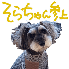 [LINEスタンプ] 可愛いシュナウザーそらちゃんスタンプ