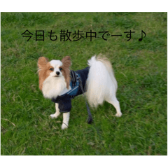 [LINEスタンプ] パピヨンのレオ‼️