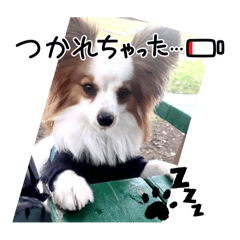 [LINEスタンプ] パピヨン レオの日常❣️