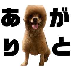 [LINEスタンプ] こじろう(トイプードル)