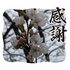 [LINEスタンプ] 何気ない春✿