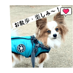 [LINEスタンプ] パピヨン レオの独り言！